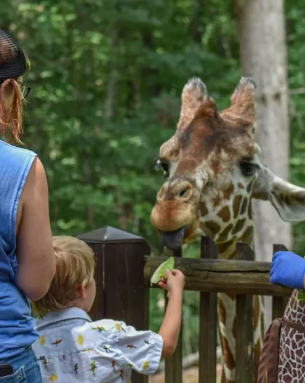 Two guests and a zoo volunteer feeding a giraffe lettuce leaves at the giraffe deck attraction